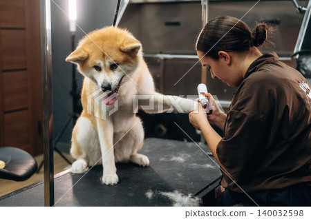 Akita dog receiving grooming treatment from a female groomer in a modern pet salon with grooming tools and equipment visible in the background Akita dog receiving grooming treatment from a female groomer in a modern pet salon with grooming tools and equipment visible in the background 140032598