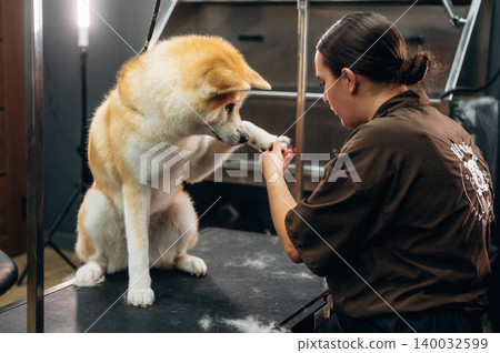 Dog grooming session featuring an Akita breed sitting on a grooming table while a groomer trims its nails in a well-lit pet grooming salon Dog grooming session featuring an Akita breed sitting on a grooming table while a groomer trims its nails in a well-lit pet grooming salon 140032599