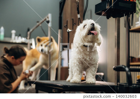 Small white dog stands on grooming table with tongue out while a larger dog is being groomed in a pet salon, grooming tools and equipment visible in the background Small white dog stands on grooming table with tongue out while a larger dog is being groomed in a pet salon, grooming tools and equipment visible in the background 140032603