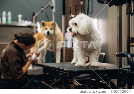Small white dog being groomed on a table in a pet grooming salon with a larger dog in the background and grooming tools visible on shelves Small white dog being groomed on a table in a pet grooming salon with a larger dog in the background and grooming tools visible on shelves 140032604