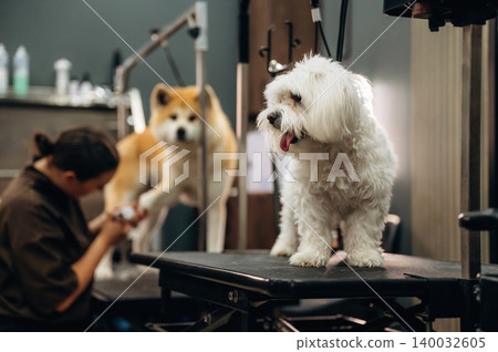 Small white dog being groomed on a table in a pet grooming salon, with a larger dog in the background and grooming tools visible on shelves Small white dog being groomed on a table in a pet grooming salon, with a larger dog in the background and grooming tools visible on shelves 140032605