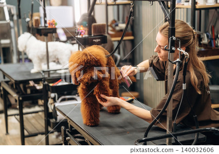 Grooming session with a brown poodle being attended by a female groomer in a pet salon, with another dog visible on a nearby grooming table Grooming session with a brown poodle being attended by a female groomer in a pet salon, with another dog visible on a nearby grooming table 140032606