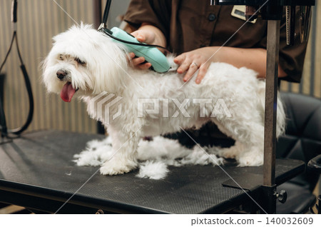 Small white dog being groomed on a table with clippings of fur around, while a groomer uses a clipper in a pet grooming salon setting Small white dog being groomed on a table with clippings of fur around, while a groomer uses a clipper in a pet grooming salon setting 140032609