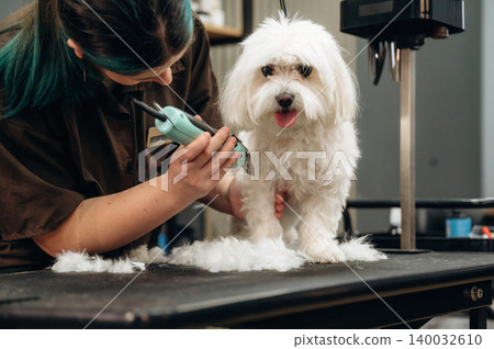 Grooming session for a small white dog on a table, with a groomer using clippers and fur clippings scattered around in a pet grooming salon Grooming session for a small white dog on a table, with a groomer using clippers and fur clippings scattered around in a pet grooming salon 140032610
