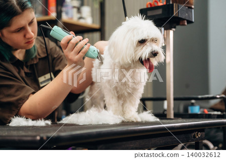 Grooming session with a small white dog on a table, a groomer using clippers, surrounded by grooming tools and products in a pet salon setting Grooming session with a small white dog on a table, a groomer using clippers, surrounded by grooming tools and products in a pet salon setting 140032612