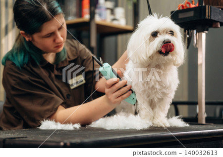 Grooming session with a small white dog being trimmed by a groomer in a pet salon, surrounded by grooming tools and supplies on shelves in the background Grooming session with a small white dog being trimmed by a groomer in a pet salon, surrounded by grooming tools and supplies on shelves in the background 140032613