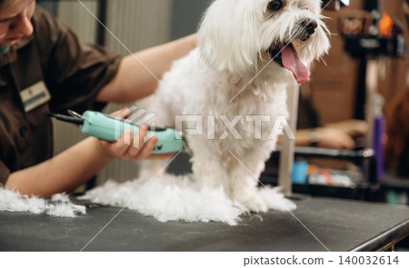 Dog grooming session featuring a small white dog on a grooming table with a groomer using clippers, pet care tools and equipment visible in the background Dog grooming session featuring a small white dog on a grooming table with a groomer using clippers, pet care tools and equipment visible in the background 140032614