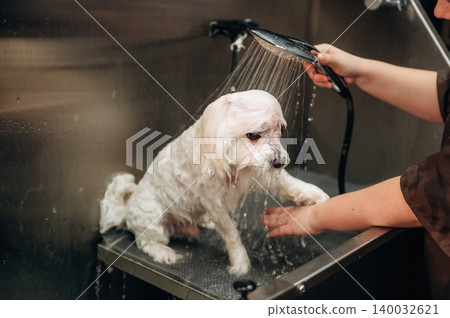 Small white dog being groomed with water spray in a stainless steel wash station, with a person holding the showerhead and water flowing down Small white dog being groomed with water spray in a stainless steel wash station, with a person holding the showerhead and water flowing down 140032621
