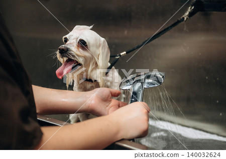 Small white dog being groomed in a sink with water running from a faucet, a person holding the dog gently with hands visible in a pet grooming setting Small white dog being groomed in a sink with water running from a faucet, a person holding the dog gently with hands visible in a pet grooming setting 140032624