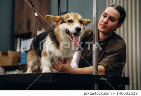 Corgi dog being groomed on a table by a female groomer in a modern pet grooming salon with tools and supplies visible in the background Corgi dog being groomed on a table by a female groomer in a modern pet grooming salon with tools and supplies visible in the background 140032629