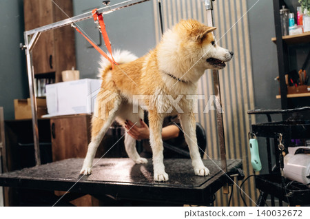 Dog grooming session featuring a fluffy Akita breed standing on a grooming table with a professional groomer adjusting the harness in a well-lit salon environment Dog grooming session featuring a fluffy Akita breed standing on a grooming table with a professional groomer adjusting the harness in a well-lit salon environment 140032672
