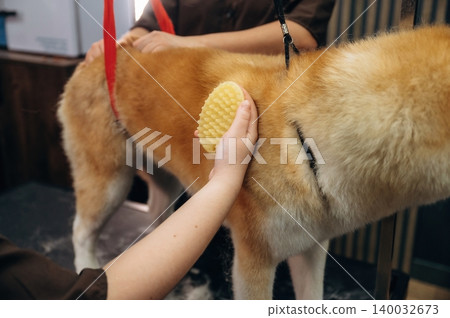 Dog grooming session with a person brushing a golden-furred dog using a grooming tool in a pet salon setting with wooden walls and grooming equipment visible Dog grooming session with a person brushing a golden-furred dog using a grooming tool in a pet salon setting with wooden walls and grooming equipment visible 140032673