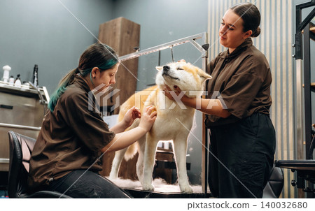 Two women grooming a fluffy Akita dog in a modern pet grooming salon with professional equipment and a clean, organized workspace visible in the background 140032680