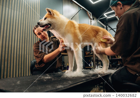 Two groomers attending to an Akita dog on a grooming table in a modern salon with stylish decor and professional grooming tools visible in the background 140032682
