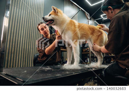 Dog grooming session featuring two groomers working on an Akita breed dog on a grooming table in a modern pet salon with stylish decor and equipment Dog grooming session featuring two groomers working on an Akita breed dog on a grooming table in a modern pet salon with stylish decor and equipment 140032683