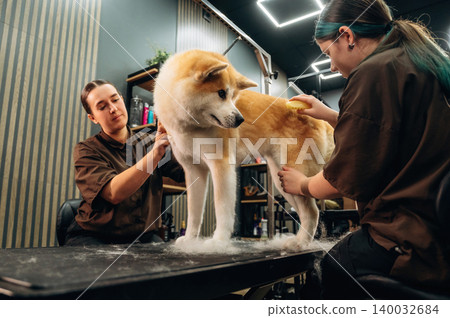 Two female groomers working on a tan and white Akita dog on a grooming table inside a modern pet grooming salon with stylish decor and lighting Two female groomers working on a tan and white Akita dog on a grooming table inside a modern pet grooming salon with stylish decor and lighting 140032684