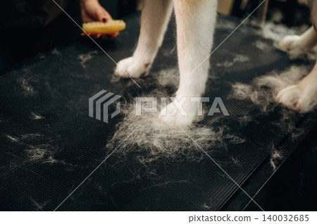 Dog grooming session with a close-up of a dog's paws standing on a grooming table covered in fur, while a hand holds a grooming tool nearby Dog grooming session with a close-up of a dog's paws standing on a grooming table covered in fur, while a hand holds a grooming tool nearby 140032685