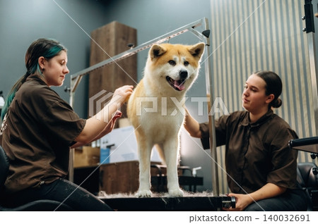 Two female groomers attending to a fluffy Akita dog on a grooming table in a modern pet grooming salon with various tools and equipment visible in the background Two female groomers attending to a fluffy Akita dog on a grooming table in a modern pet grooming salon with various tools and equipment visible in the background 140032691
