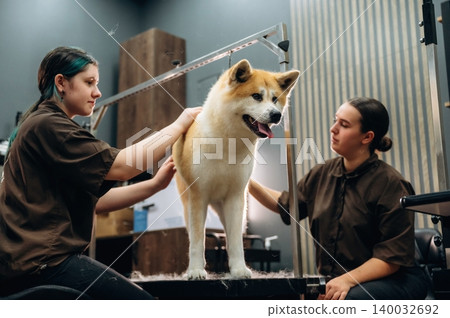 Two female groomers attending to an Akita dog on a grooming table in a modern pet grooming salon with professional equipment and tools visible in the background 140032692