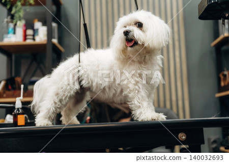 Small white dog standing on grooming table in pet salon, surrounded by grooming products and tools on shelves in the background Small white dog standing on grooming table in pet salon, surrounded by grooming products and tools on shelves in the background 140032693