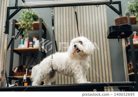 White fluffy dog standing on grooming table with harness in a pet grooming salon, shelves of grooming products and tools visible in the background White fluffy dog standing on grooming table with harness in a pet grooming salon, shelves of grooming products and tools visible in the background 140032695