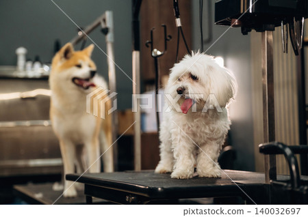 Small white dog stands on grooming table while a tan and white Akita dog is visible in the background inside a pet grooming salon with equipment and tools Small white dog stands on grooming table while a tan and white Akita dog is visible in the background inside a pet grooming salon with equipment and tools 140032697