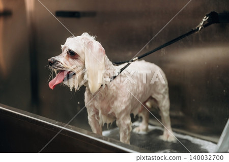 Small white dog being groomed in a stainless steel tub with water and soap, leash attached, in a pet grooming salon environment Small white dog being groomed in a stainless steel tub with water and soap, leash attached, in a pet grooming salon environment 140032700