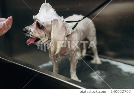 Small dog with long fur covered in shampoo stands in a grooming tub while a person washes it with a hand, stainless steel background visible Small dog with long fur covered in shampoo stands in a grooming tub while a person washes it with a hand, stainless steel background visible 140032703