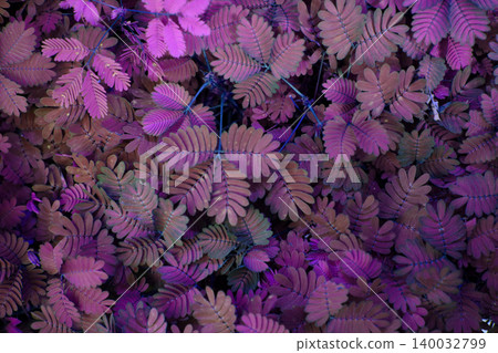Colorful ornamental plants lined up at a flower shop Colorful ornamental plants lined up at a flower shop 140032799