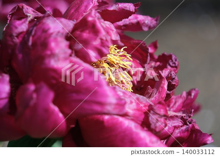 The vibrant center of a red peony flower The vibrant center of a red peony flower 140033112