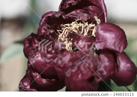 Pollen remaining on a deep red peony and withered petals. 140033113