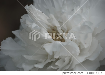 Multiple layers of petals envelop the center of the white peony flower. Multiple layers of petals envelop the center of the white peony flower. 140033114
