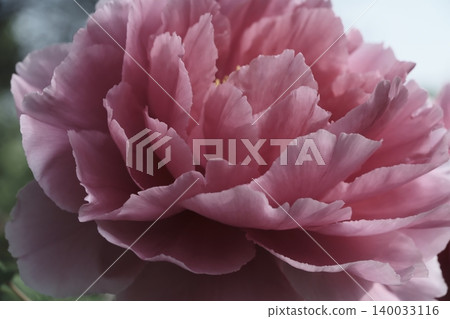 A pale pink peony with many layers of petals. A pale pink peony with many layers of petals. 140033116