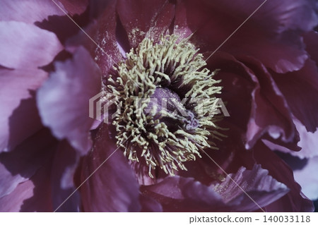 A close-up of the center of a purplish-red peony. A close-up of the center of a purplish-red peony. 140033118