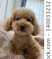 Looking toy poodle 140033232