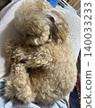 Round Toy Poodle 140033233