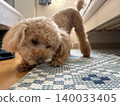 A toy poodle gnawing on something 140033405