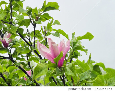 Pink magnolia blooms amid lush green leaves 140033463