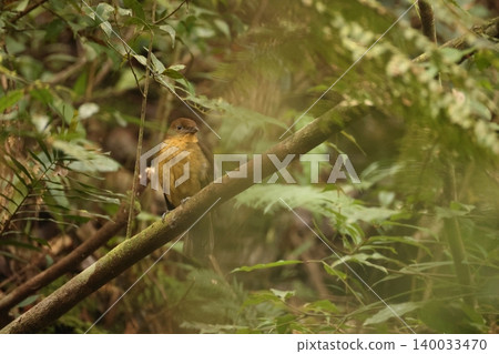 Brown Bowerbird Brown Bowerbird 140033470