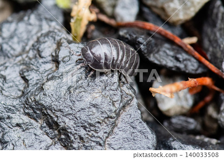 Pill bugs moving back and forth on rain-soaked stones Pill bugs moving back and forth on rain-soaked stones 140033508