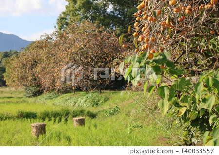 Autumn blue sky and citrus fruits Autumn blue sky and citrus fruits 140033557