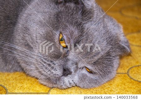 Close-up of a sleepy Scottish Fold cat with striking amber eyes resting on a patterned surface 140033568