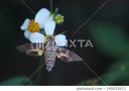 Photographing long-beaked hawkmoths feeding on nectar among the flowers on the mountain. Photographing long-beaked hawkmoths feeding on nectar among the flowers on the mountain. 140033611
