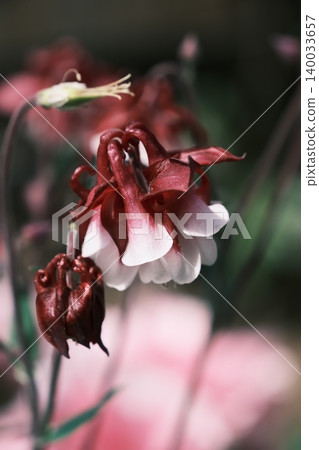 低落的西部耬斗菜 低落的西部耬斗菜 140033657