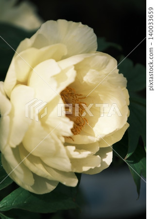 Yellow peony adorned with light Yellow peony adorned with light 140033659