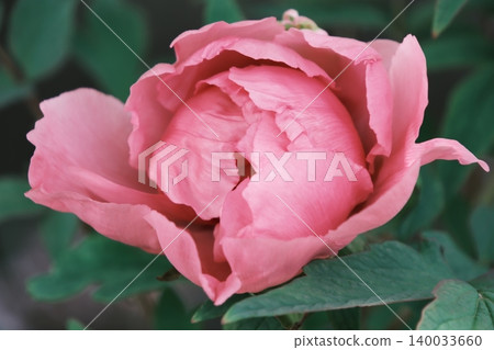 Spring peonies beginning to bloom Spring peonies beginning to bloom 140033660