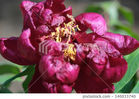 深紅色的牡丹花心 深紅色的牡丹花心 140033740