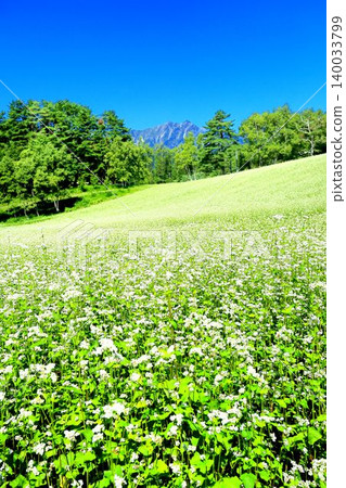 Buckwheat field of Nakayama Plateau Buckwheat field of Nakayama Plateau 140033799