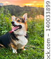 Corgi Dog Sitting Sunset Orange Sky Outdoor 140033899
