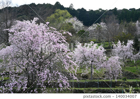 盛開的櫻花 9 (四季之裡，創意森林，神山町，妙濟郡，德島縣) 140034007
